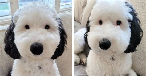 Dogs That Look Like Snoopy: 10 Real